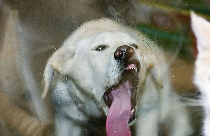 27 смешных собак, которые нашли себе занятие, пока хозяина нет дома