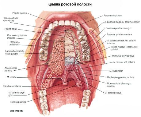 5 волшебных точек для оздоровления носоглотки 5 волшебных точек для оздоровления носоглотки
