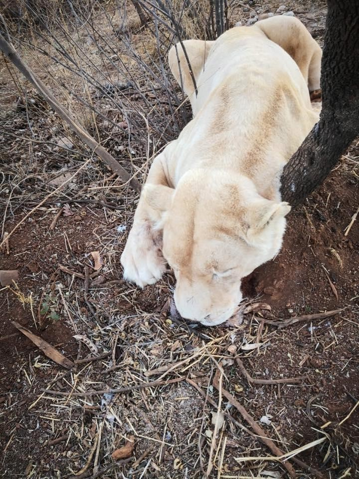 Фото © Akwaaba Predator Park