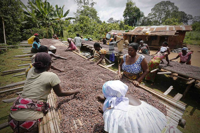 Как женщины в Африке выращивают какао