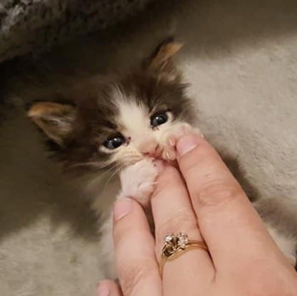 помощь котенку больной котенок