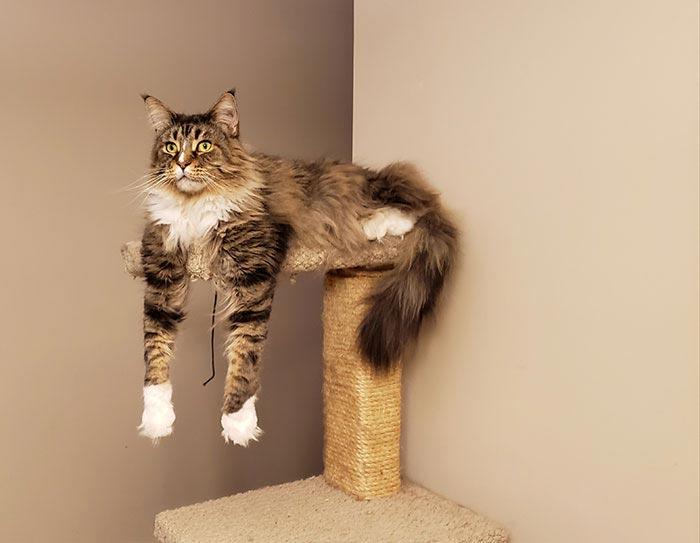 Если вы думаете, что ваш кот забавный, посмотрите на этих глупых и смешных мейн-кунов Если вы думаете, что ваш кот забавный, посмотрите на этих глупых и смешных мейн-кунов