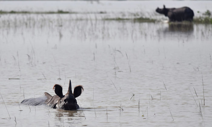 Indian One-horned Rhinoceroses Wade Through Flood Waters At The Pobitora Wildlife Sanctuary In Assam