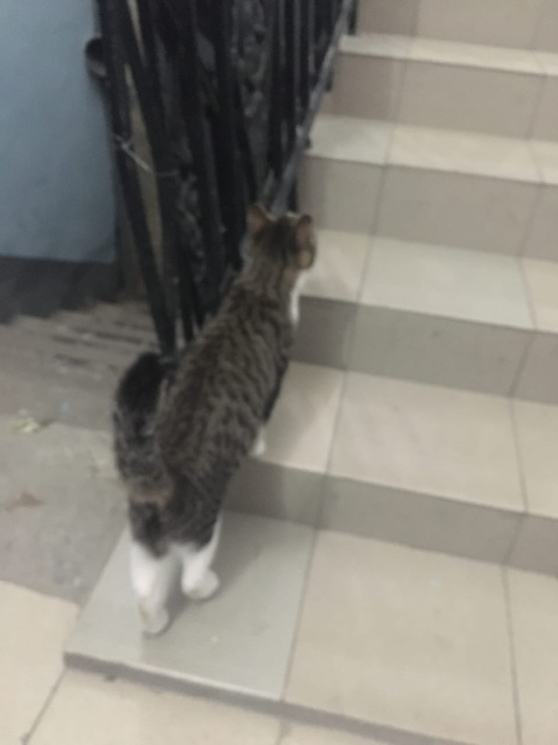Друзья, давайте не допустим, чтобы случилось страшное, чтобы кошечка пропала на улице!
