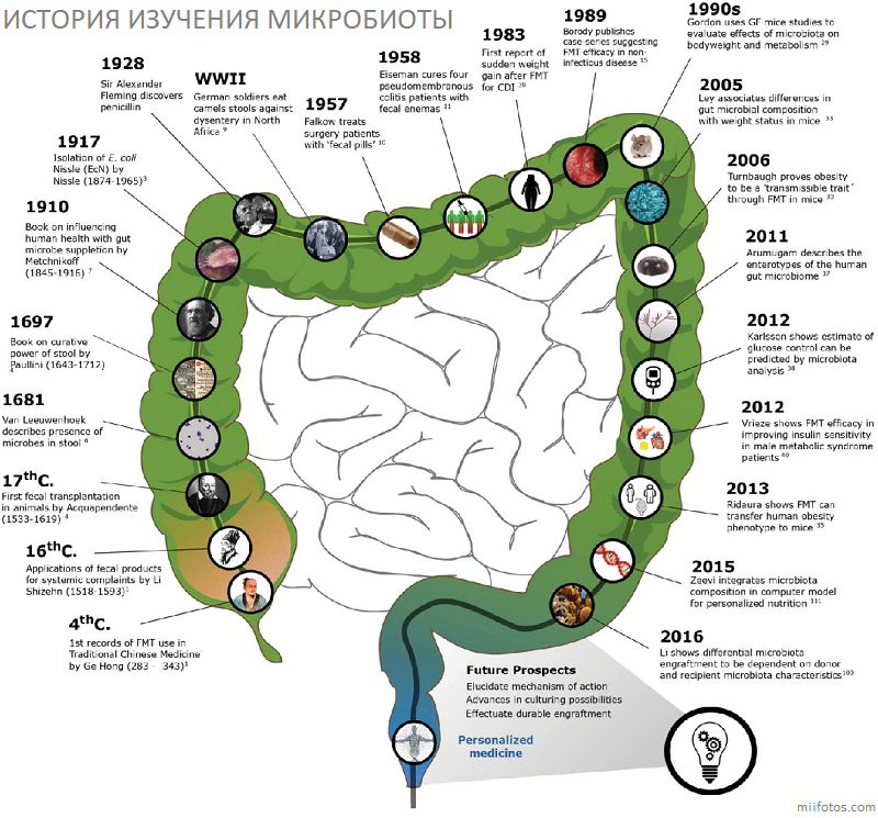 Микробиота ожирения