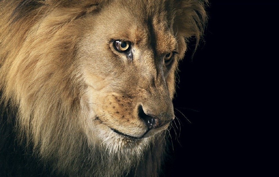 10. Фото из серии «Больше чем человек» (Tim Flach)