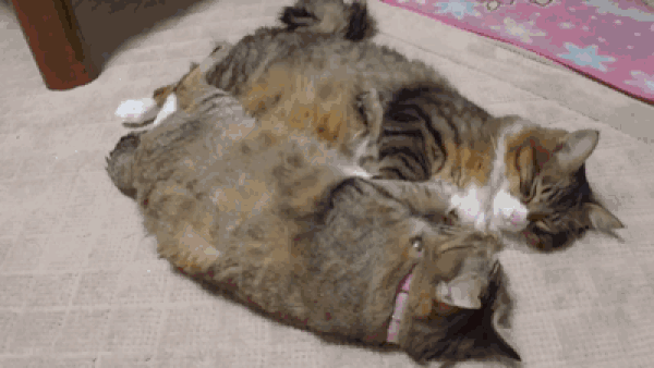 Синхронные коты) Синхронные коты)