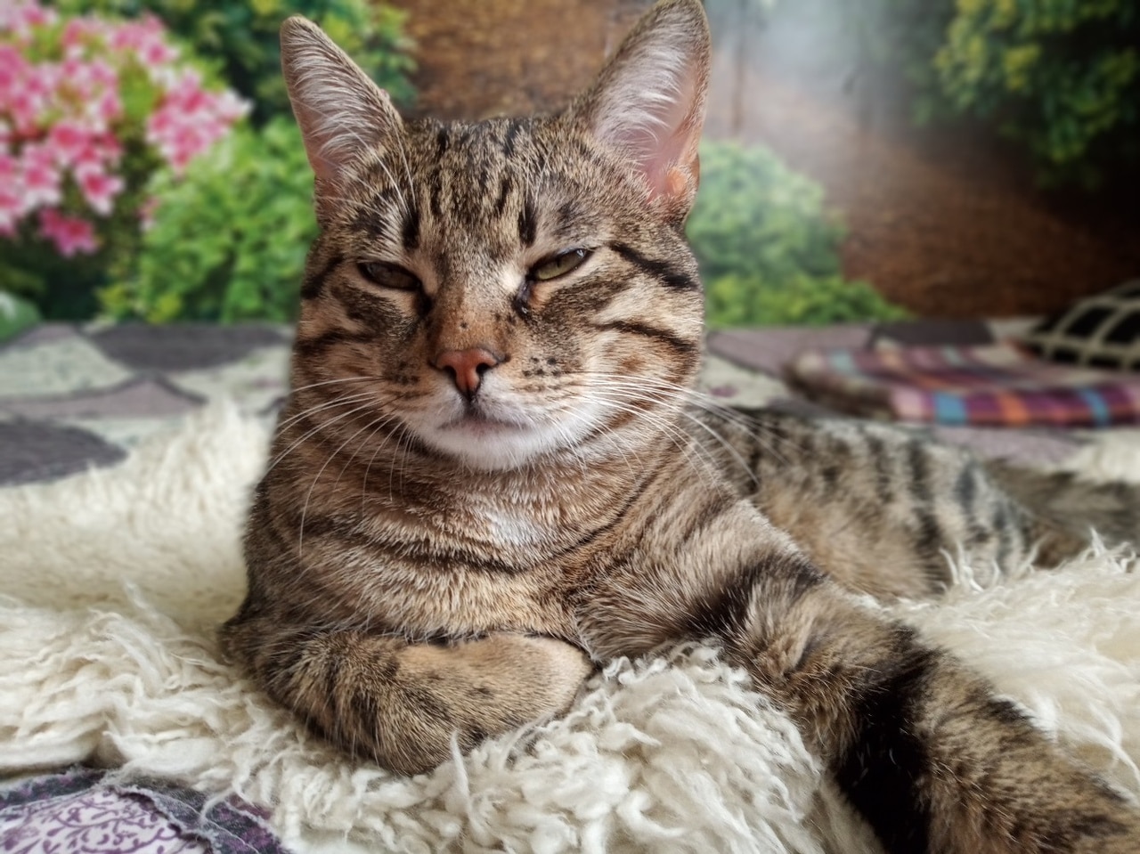 котенок выжил полосатый котенок