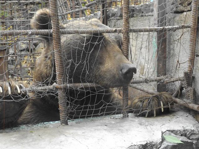 Фонд Сохранения Дикой Природы надеется освободить всех медведей в Армении, находящихся в подобных условиях. Фонд Сохранения Дикой Природы надеется освободить всех медведей в Армении, находящихся в подобных условиях.