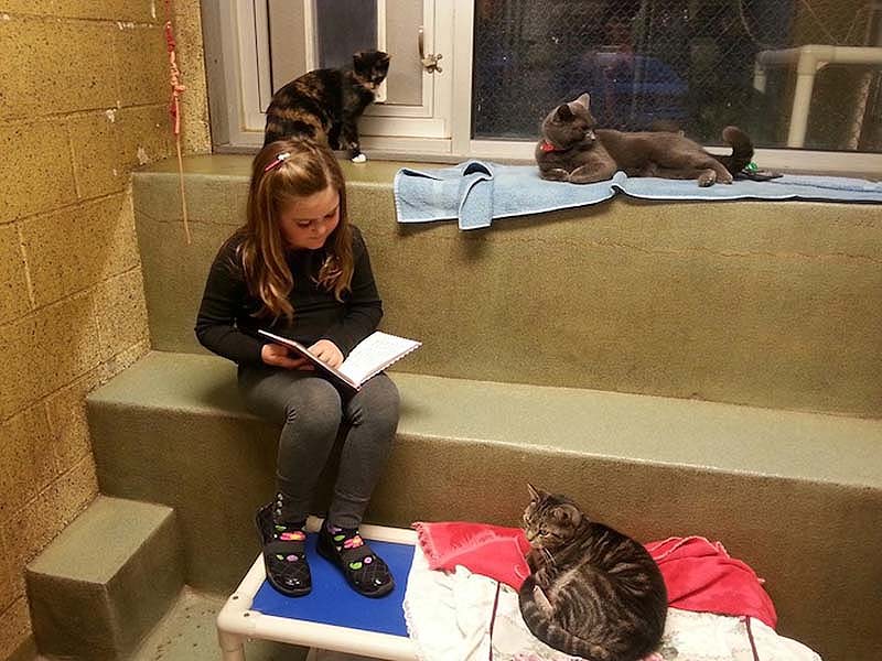 bookbuddies31 Дети учатся читать, а коты им помогают