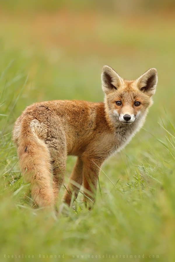 fox01    