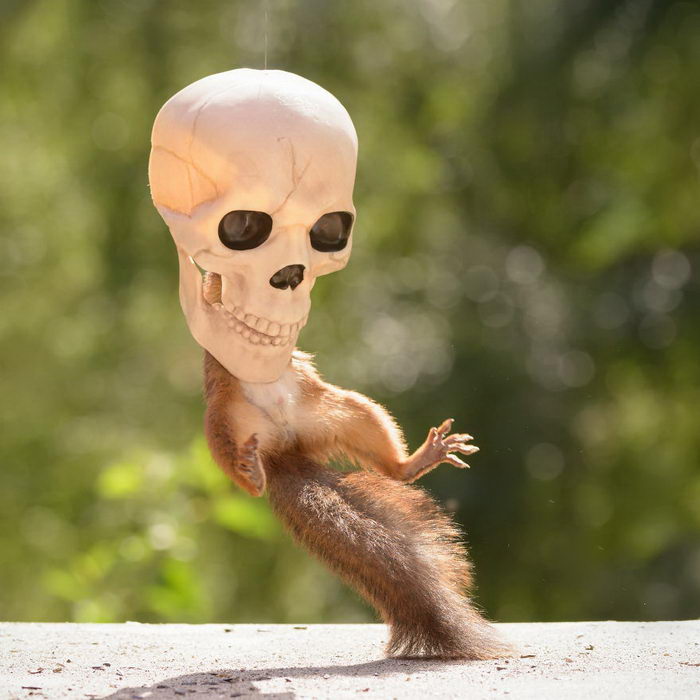 Белочка и Хэллоуин: фотографии Geert Weggen