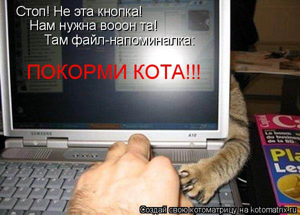 kotomatritsa_Z (600x430, 207Kb)