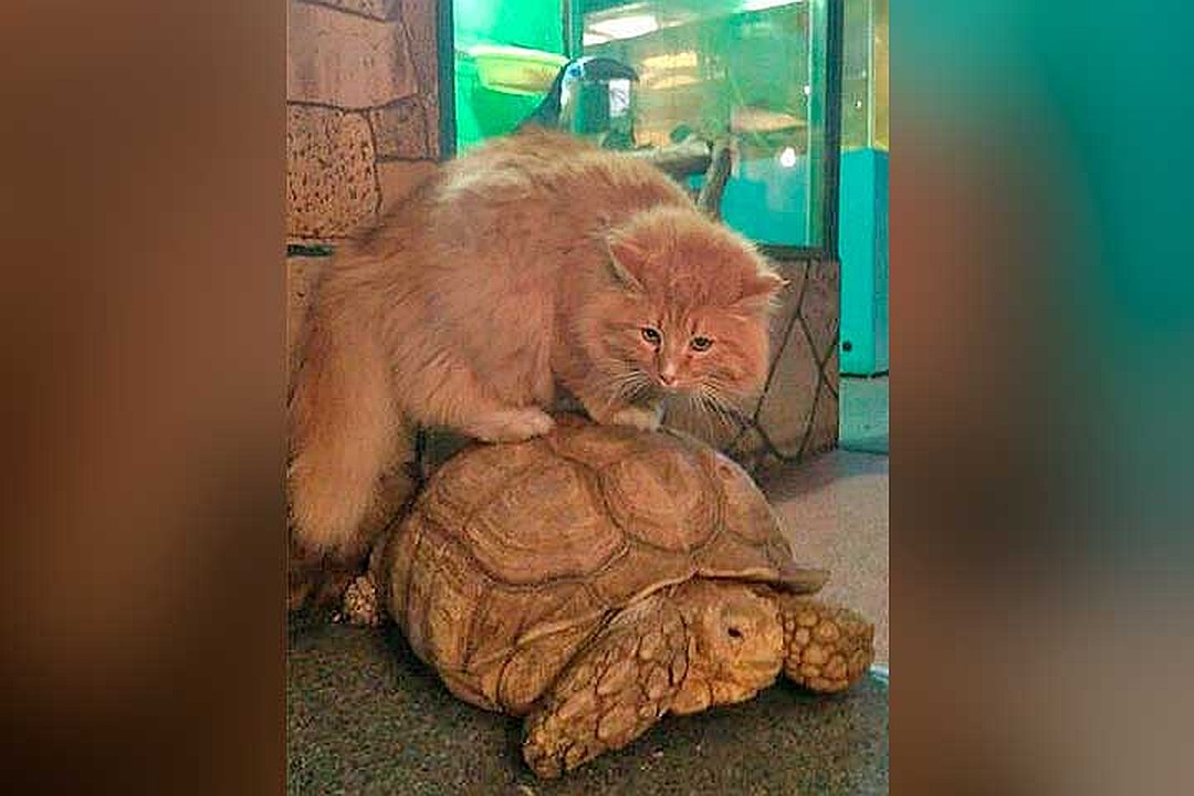 Коты, которые нас удивили