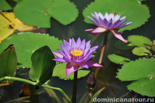 Столица Доминиканской Республики - город Санто-Доминго, расположенный на южном побережье Доминиканы