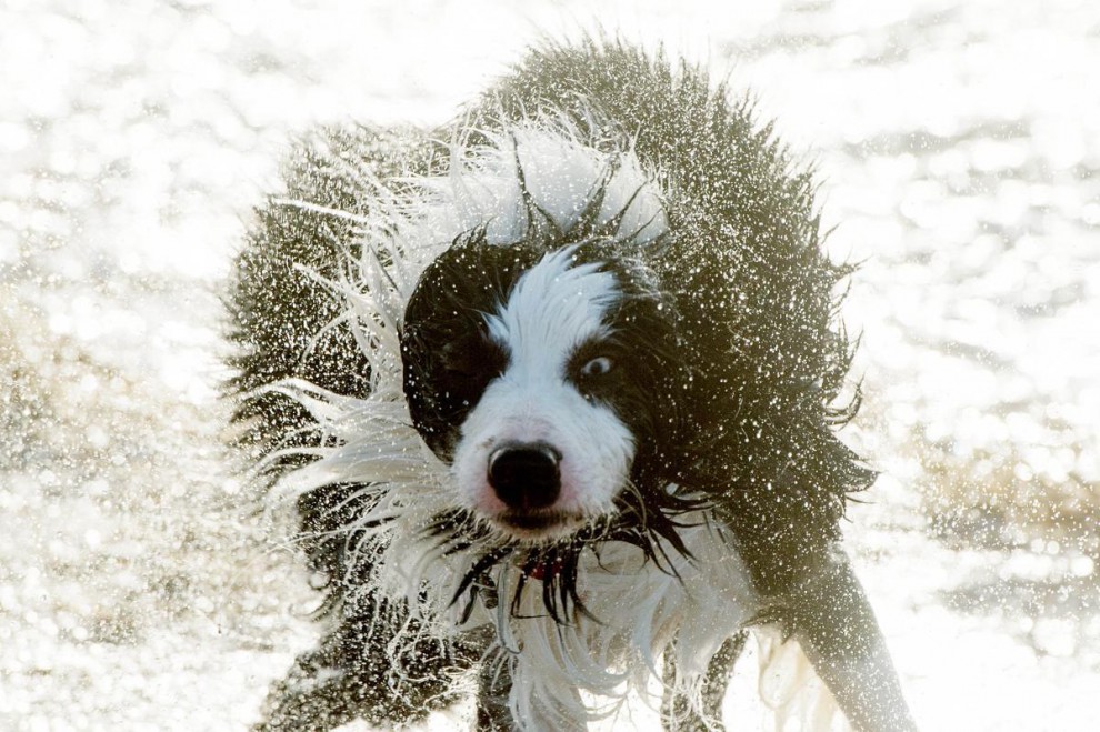 Бордер-колли