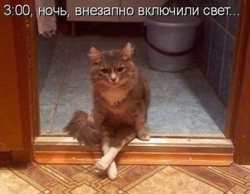 Весёлые картинки для хорошего настроения