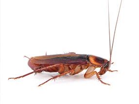 Как избавиться от тараканов навсегда
