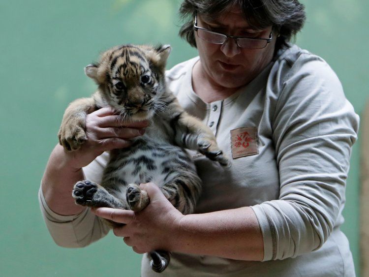 22 животных, которые находятся под угрозой исчезновения