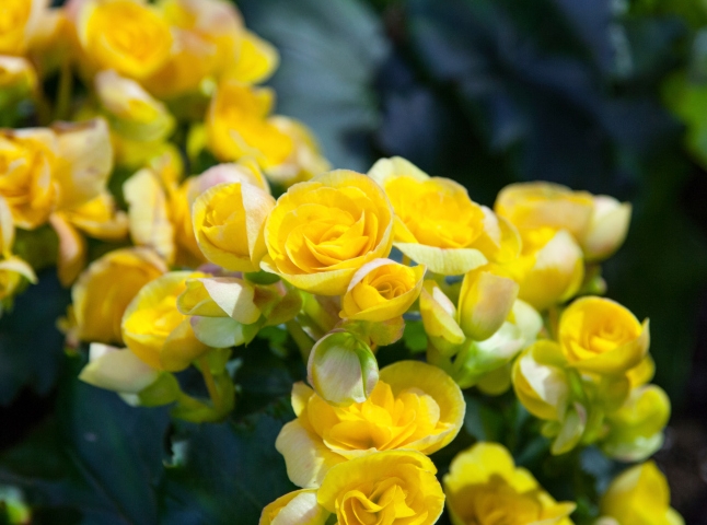 Самые неприхотливые комнатные растения Самые неприхотливые комнатные растения