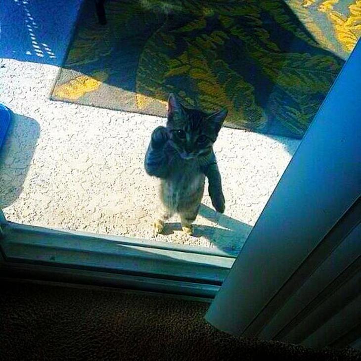 Без кота и жизнь не та