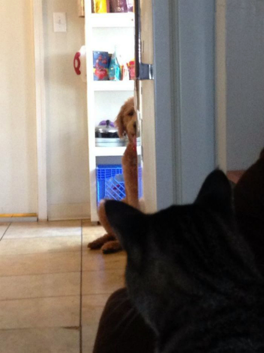 Спрятался от кота. Спрятался от кота.