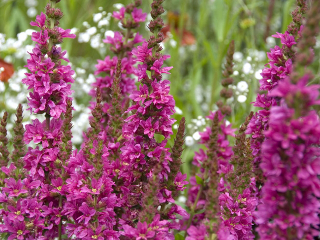  lythrum salicaria robert