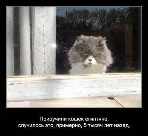 Интересные факты о кошках в картинках Интересные факты о кошках в картинках