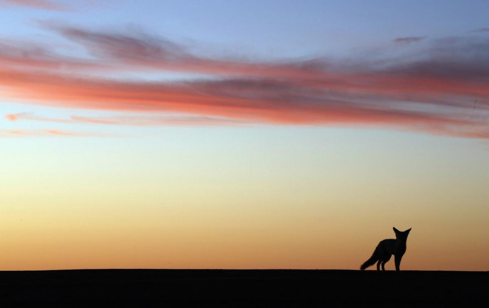 Молодой койот 