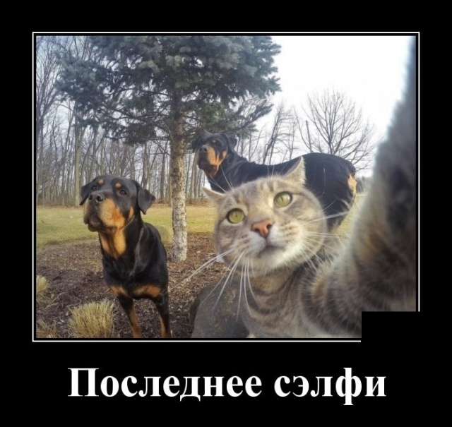 Демотиваторы Демотиваторы