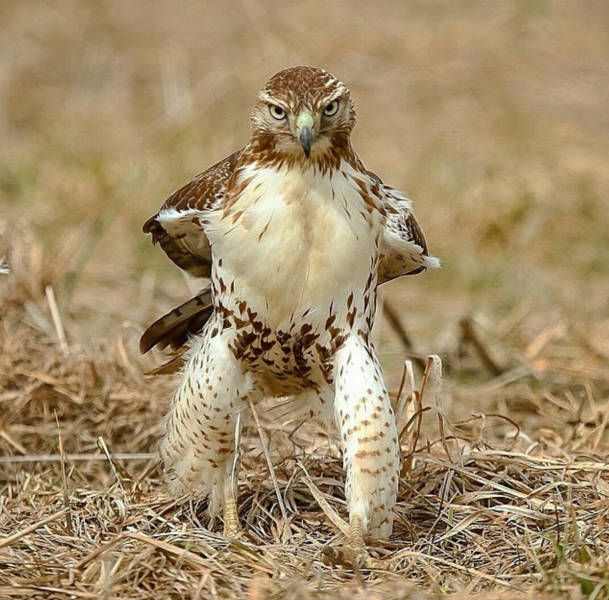 Подборка картинок. Дневной выпуск (50 фото)
