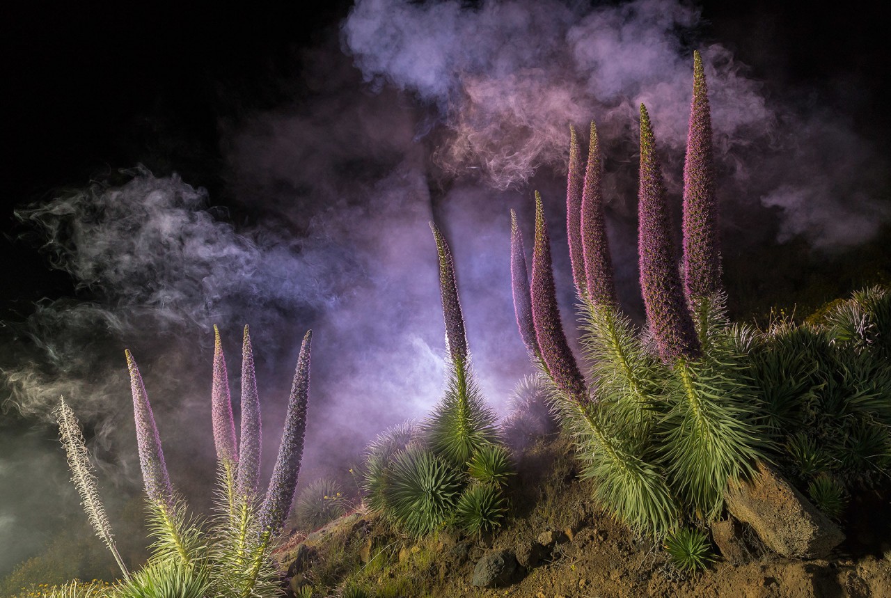 Лучший садово-парковый фотограф в конкурсе International Garden Photographer of the Year 2018