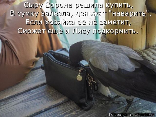 Самые свежие котоматрицы )) Самые свежие котоматрицы ))