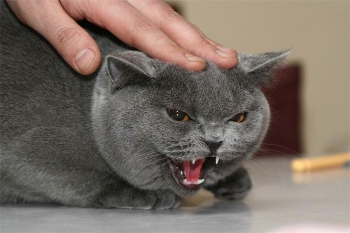 https://usatiki.ru/wp-content/uploads/topics/130/dfe0b-stress-i-koshka.jpg