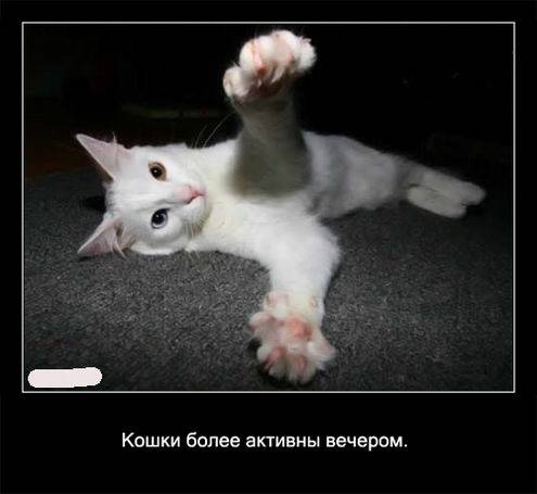 Интересные факты о кошках в картинках Интересные факты о кошках в картинках