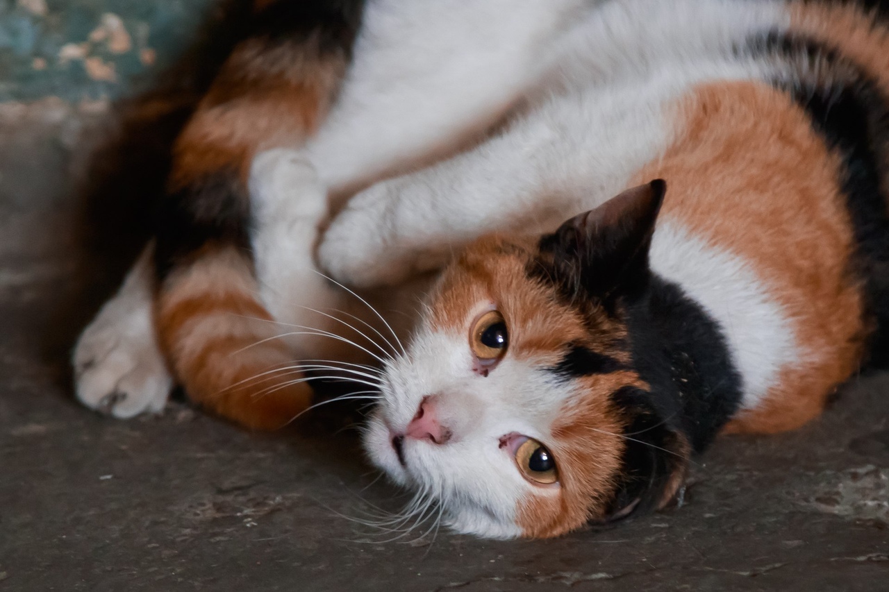 Кому настоящее кошачье счастье?! Кому настоящее кошачье счастье?!