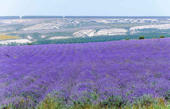 Лавандовые поля Крыма