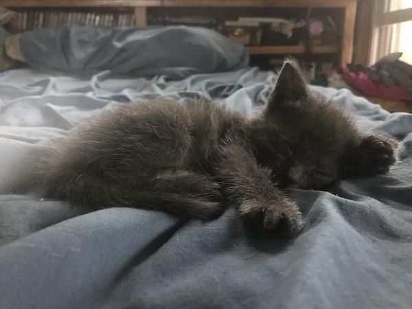 Котёнка бросили в контейнер для нищих, но маленькая девочка спасла его! Котёнка бросили в контейнер для нищих, но маленькая девочка спасла его!
