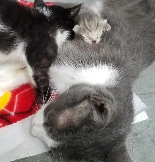 Котята спят Двое котят и кошка
