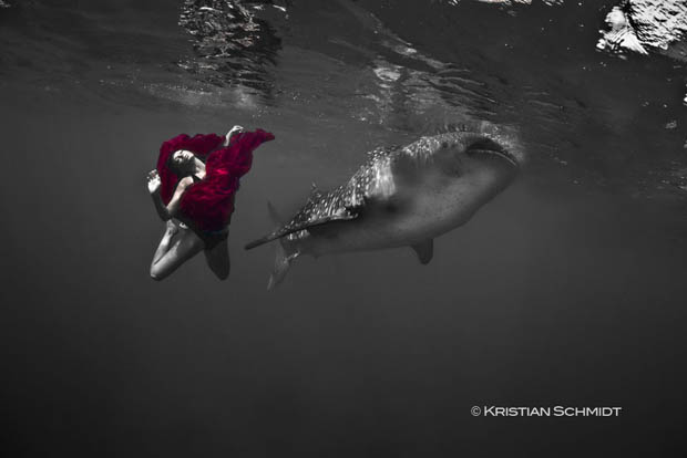 Удивительная подводная фотосессия с китовыми акулами