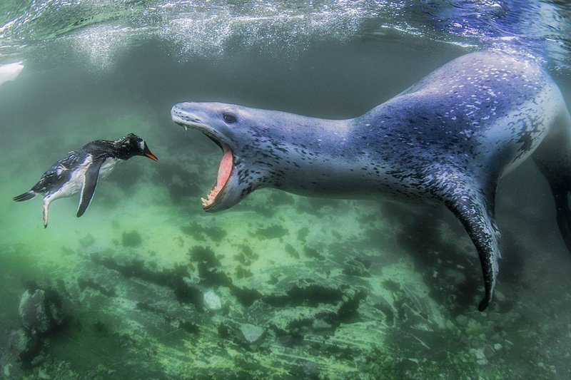 25 сильных снимков, которые стали победителями международного фотоконкурса Siena Photo Awards 2018 Siena Photo Awards, конкурс, красота, люди, фото, фотомир