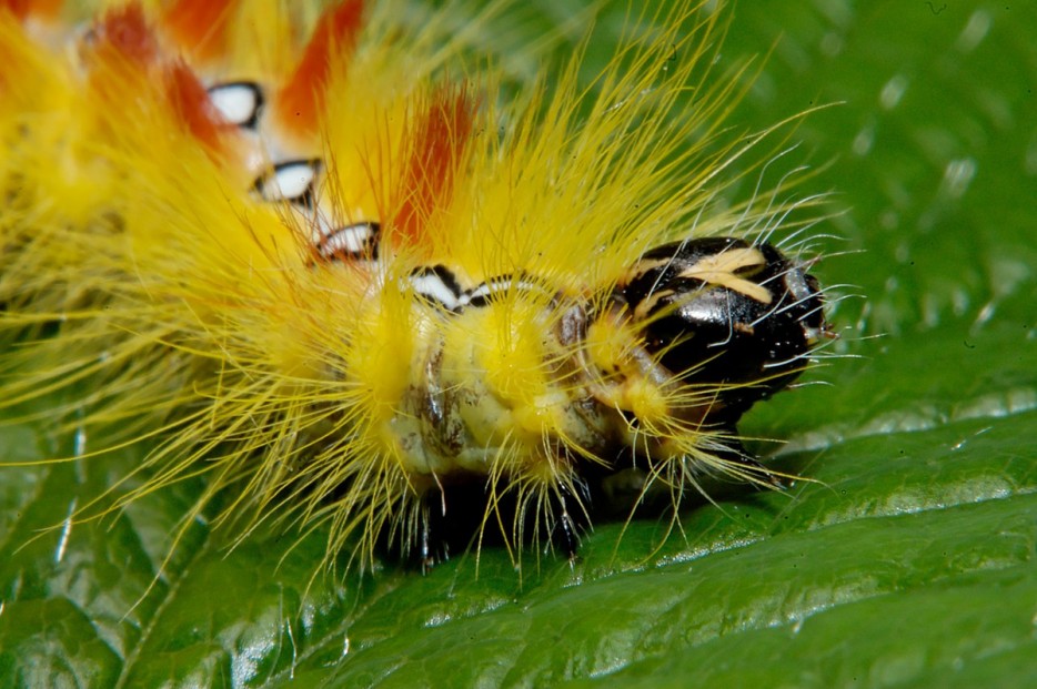 35 потрясающих снимков насекомых