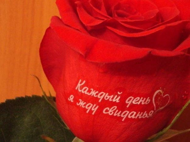 Надписи на живых цветах можно сделать самостоятельно Надписи на живых цветах можно сделать самостоятельно