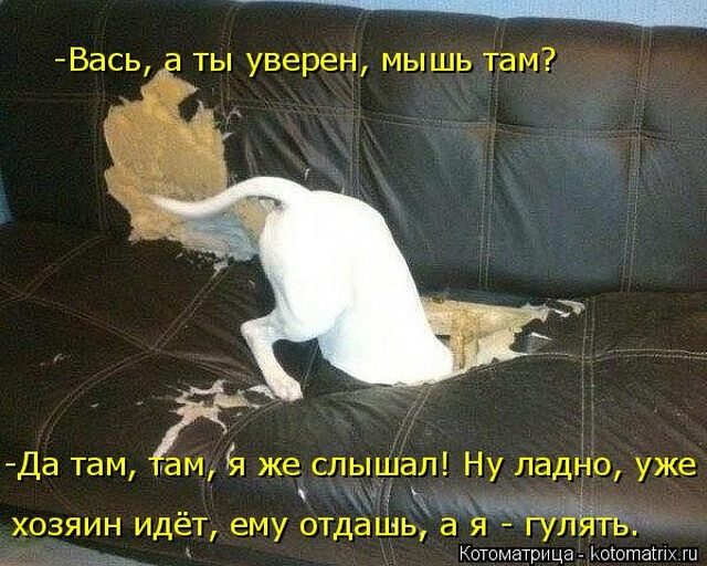 Самые смешные котоматрицы для хорошего настроения) Самые смешные котоматрицы для хорошего настроения)
