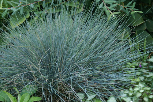 Овсяница сизая — Festuca cinerea Овсяница сизая — Festuca cinerea