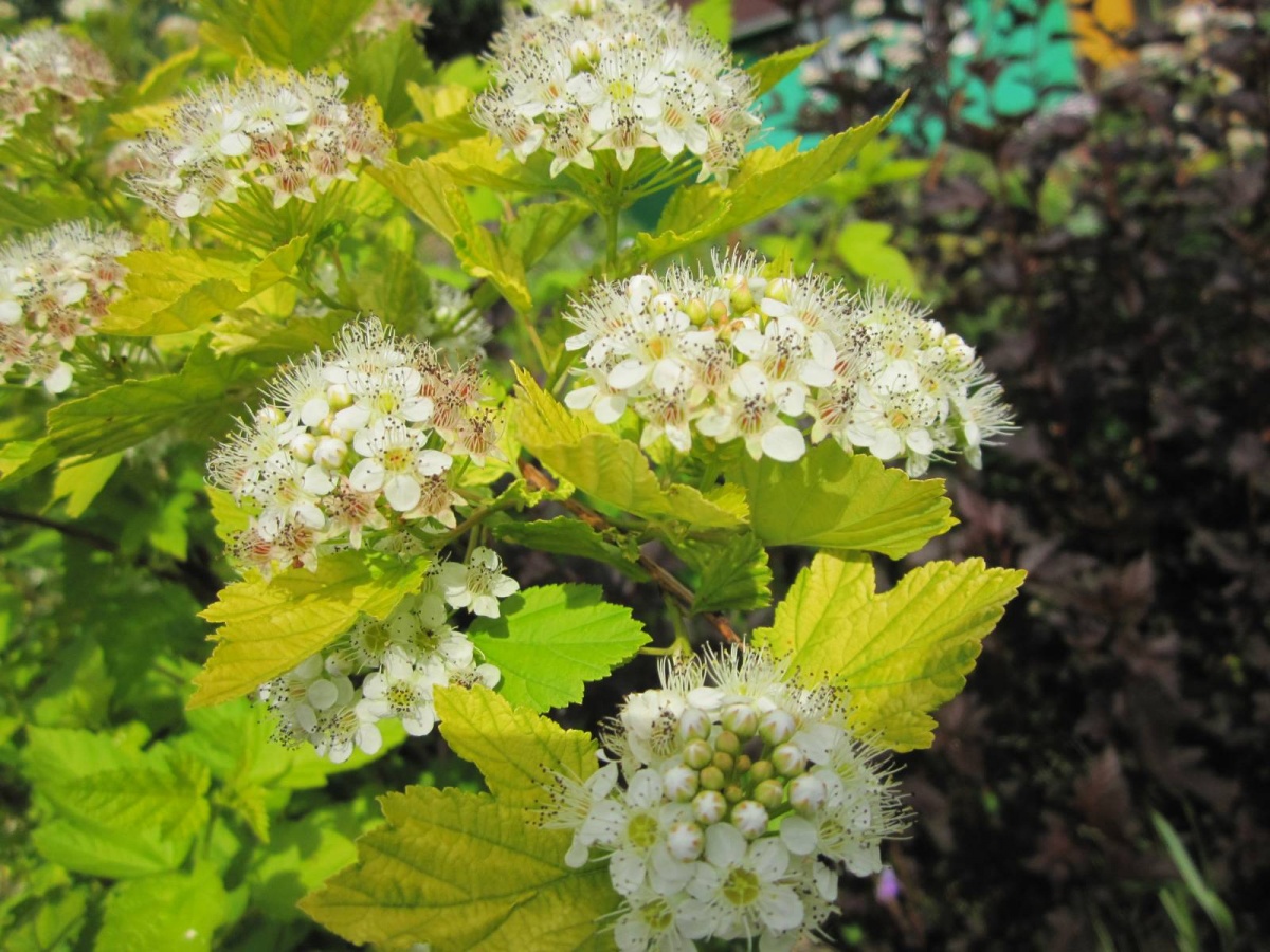 Luteus Luteus