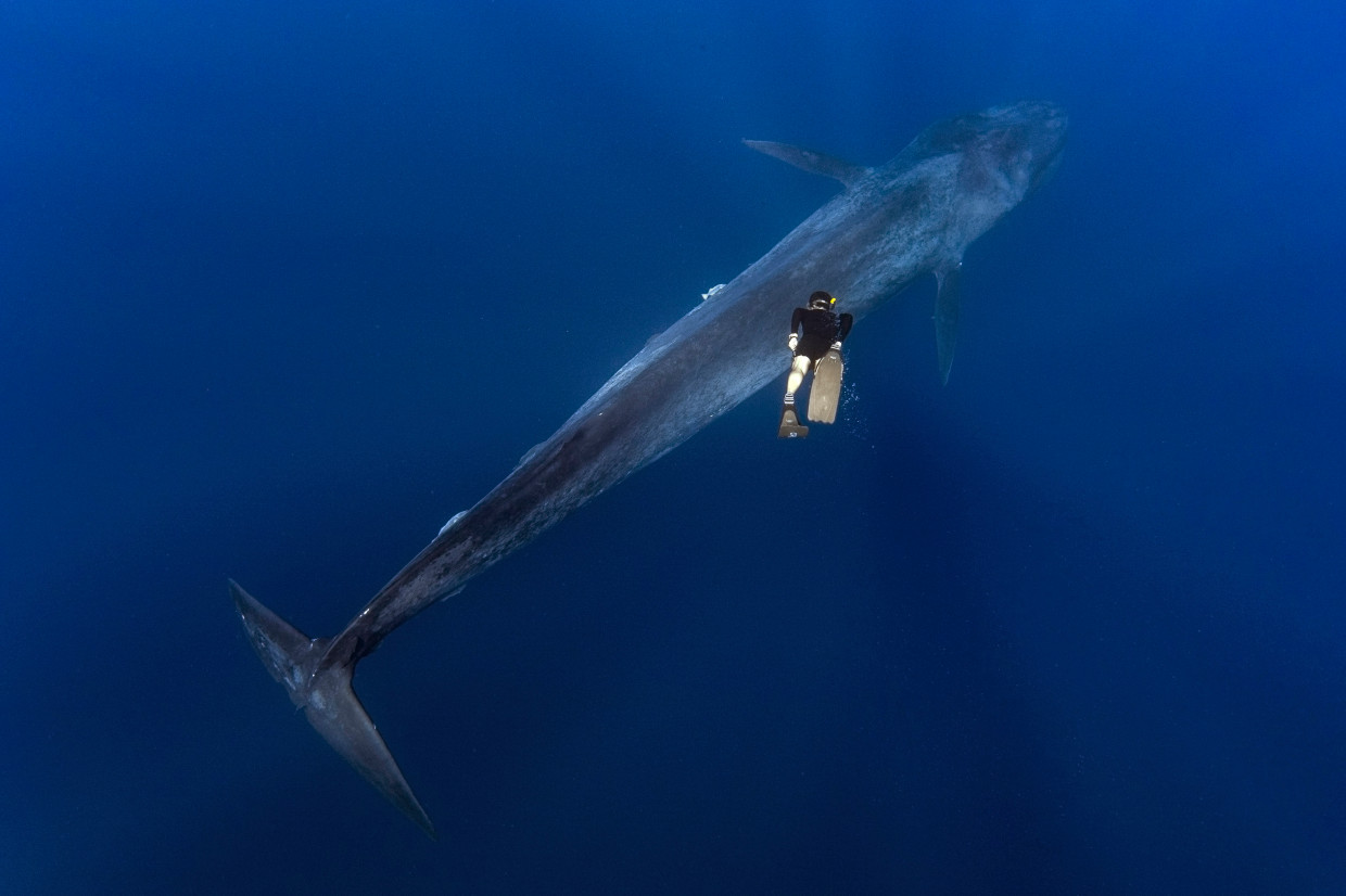Великан и Гулливер: потрясающая прогулка тайского дайвера и 30-метрового синего кита