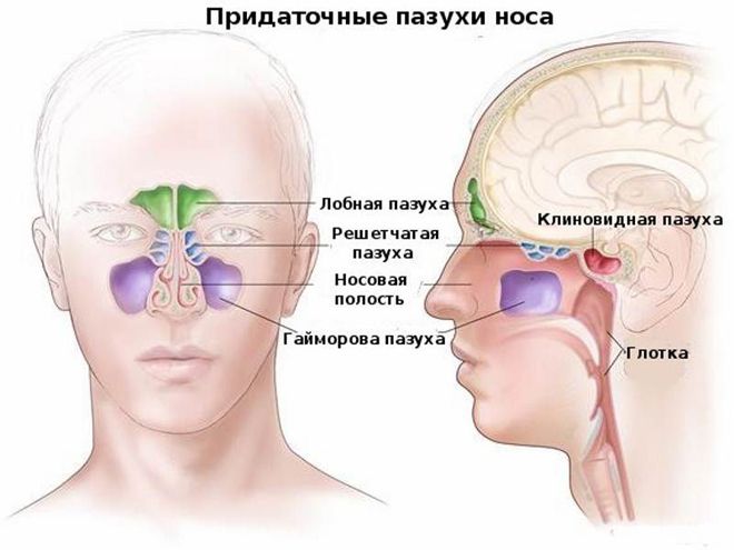 придаточные пазухи носа