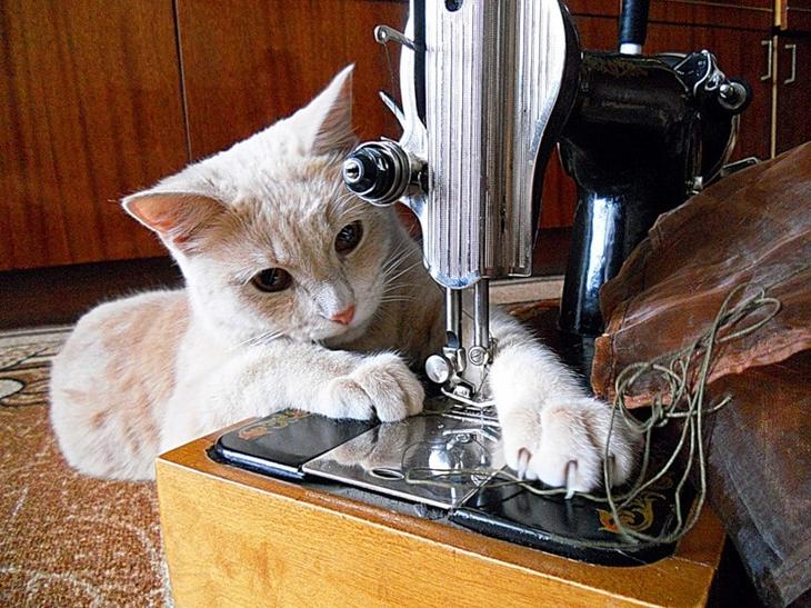 17 самых хозяйственных котов