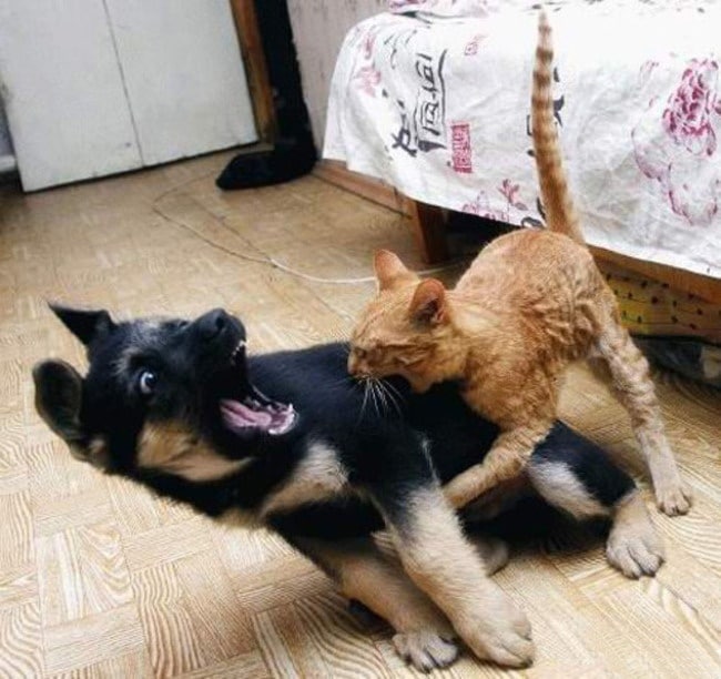 смешные собаки на фото щенок с котенком